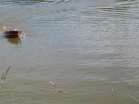 Name: IMG_0856.jpg
Views: 118
Size: 65.0 KB
Description: 