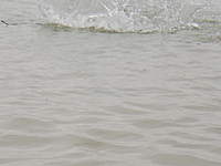 Name: 11.jpg
Views: 47
Size: 36.0 KB
Description: 