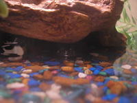 Name: P7021227.jpg
Views: 93
Size: 58.6 KB
Description: 