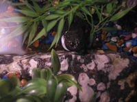 Name: P7021237.jpg
Views: 90
Size: 71.4 KB
Description: 