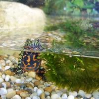 Name: firebellied toad.jpg
Views: 102
Size: 58.4 KB
Description: i didn't take this picture, but is shows how they got their name, it is really bright and colorful
