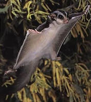 Name: sugarglider1.jpg
Views: 77
Size: 13.3 KB
Description: Look MA!!!! I can fly WEEEEEEEEEEEEEEEEEEE