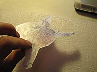 IMG_5913.jpg