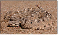 Name: sidewinder.jpg
Views: 74
Size: 43.8 KB
Description: I'm yore friend, Pard, but you knew I was a snake when you picked me up!