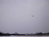 Name: 2 6 11 polson field 005.jpg
Views: 76
Size: 16.1 KB
Description: 