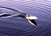 Name: Seafury9.jpg
Views: 33
Size: 111.2 KB
Description: "Baby Broc" underway.