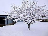 Name: .jpg
Views: 24
Size: 292.9 KB
Description: Our first snowfall of the 2012-13 winter. Ended up about 10 inches here in Belgrade.