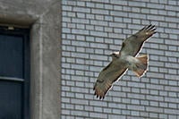 Name: PM in flight VI.jpg
Views: 90
Size: 150.5 KB
Description: Span about 1.2 meter. He and his five mates have produced over twenty chicks. and he has a huge fan club.