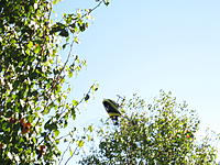 Name: IMG_5906.jpg
Views: 58
Size: 269.1 KB
Description: 