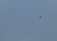 Name: Maiden7.JPG
Views: 58
Size: 75.1 KB
Description: 