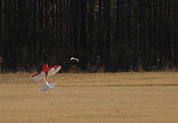 Name: TailMidCrunch.JPG
Views: 134
Size: 113.8 KB
Description: 