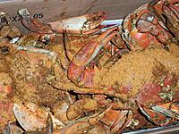Name: finnishing up the build SR-9 040.jpg
Views: 106
Size: 314.2 KB
Description: crabs now and crab soup later.