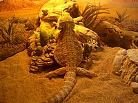 Name: digi w.jpg
Views: 38
Size: 303.2 KB
Description: If he wasnt cold-blooded hed really be living the life