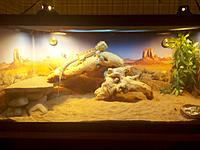 Name: digiii.jpg
Views: 41
Size: 152.2 KB
Description: My bearded dragon from my blog post and his new setup. He is 19 inches long and is a 1lb insect eating machine! I made the rock formation myself..woohoo!