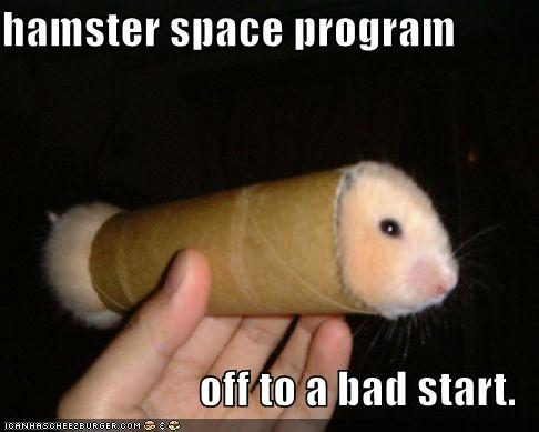 a1674204-184-funny-pictures-hamster-toilet-paper-roll.jpg?d=1200971512