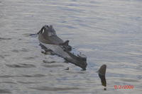 Name: CIMG0029.jpg
Views: 89
Size: 66.2 KB
Description: 