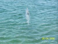 Name: 100_1264.jpg
Views: 192
Size: 89.5 KB
Description: 