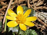 Name: 006.jpg
Views: 21
Size: 181.0 KB
Description: Marsh marigold. Petals so glossy, they look painted.