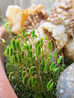 Name: 015.jpg
Views: 19
Size: 110.8 KB
Description: Some kind of moss.