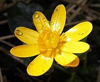 Name: 040.jpg
Views: 17
Size: 131.1 KB
Description: More of the same marsh marigold.
