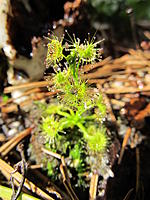 Name: 067.jpg
Views: 21
Size: 138.7 KB
Description: Steve, you might know this one. Australian tuberous sundew. This one is Drosera peltata. I like to call them "carnivorous potatoes".