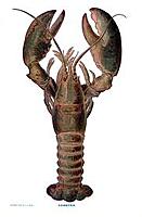 Name: lobster.jpg
Views: 106
Size: 7.6 KB
Description: 