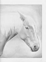 palomino.jpg