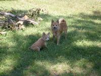 Name: storm repairing sept17 023.jpg
Views: 115
Size: 176.8 KB
Description: Buddy & Buddy jr