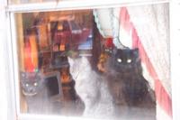 Name: the cats.jpg
Views: 108
Size: 47.4 KB
Description: Squrit Squeaker & Blackie