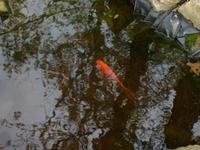 Name: horses 004.jpg
Views: 111
Size: 95.2 KB
Description: Goldie the gold fish