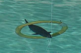 Shark racing using dive rings at different depths in the pool