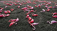 Name: Flamingo.jpg
Views: 51
Size: 85.7 KB
Description: Wife didn't find it funny either