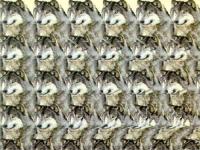 Name: stwolfstereo.jpg
Views: 175
Size: 27.7 KB
Description: 