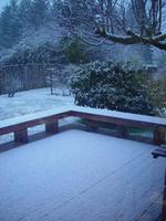 Name: DSC05773.jpg
Views: 65
Size: 131.4 KB
Description: Another view and it is still snowing, four to five inches in some parts north of us in Olympia.