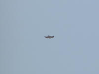 Name: P1010010.jpg
Views: 81
Size: 71.4 KB
Description: 