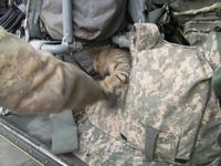 Name: SANY0173.jpg
Views: 1280
Size: 101.6 KB
Description: This is our cat.  She climbed into the helicopter and was playin with one of the crew chiefs.  She is cute and pretty freindly.