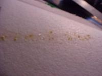 Name: MVC-RW21.jpg
Views: 2823
Size: 15.1 KB
Description: Some glue will bleed through the foam.