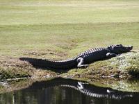Name: al e gator.JPG
Views: 162
Size: 79.4 KB
Description: 