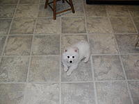 Name: kiska 3.jpg
Views: 46
Size: 59.7 KB
Description: Kiska is a wuss, at present anyway---.