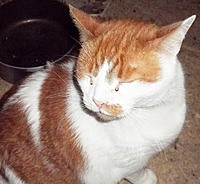 Name: PHIL0312.jpg
Views: 30
Size: 225.2 KB
Description: Phil 30lb big baby