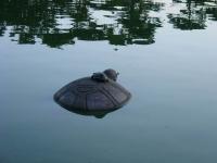 Name: DSC03778.jpg
Views: 132
Size: 58.0 KB
Description: Turtle on the turtle rock.