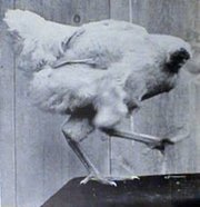 Name: 180px-MikeTheHeadlessChicken.jpg
Views: 249
Size: 8.1 KB
Description: 