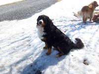 Name: schubie and genny.jpg
Views: 275
Size: 88.1 KB
Description: My two "fidel" caller's
Genevievre and Schubert.