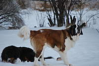 ice storm 09 005.jpg