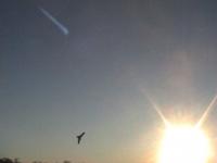 Name: 6.jpg
Views: 201
Size: 11.9 KB
Description: Sunset Srtyker.  I LOVE THIS STUFF