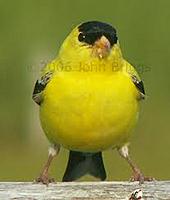 Name: finch.jpg
Views: 45
Size: 4.7 KB
Description: 