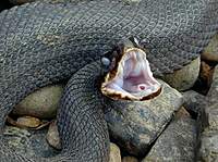 Name: Snake.JPG
Views: 257
Size: 26.4 KB
Description: 