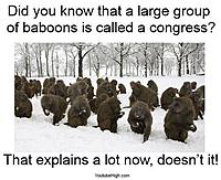 Name: Baboons.jpg
Views: 287
Size: 39.7 KB
Description: 