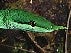 Rocksnake2's Avatar