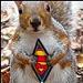 squirrlybird's Avatar